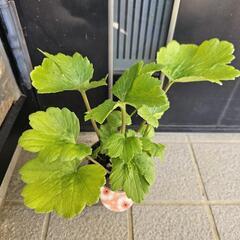 ◆ラナンキュラス　ラックス◆エリス◆の画像