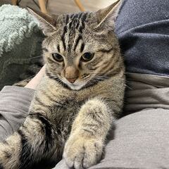 猫の里親を募集していますの画像