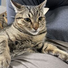 猫の里親を募集しています − 東京都