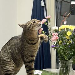 猫の里親を募集しています - 目黒区