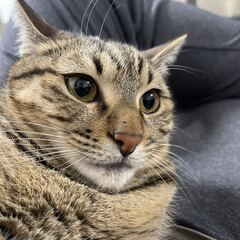 猫の里親を募集しています - 猫