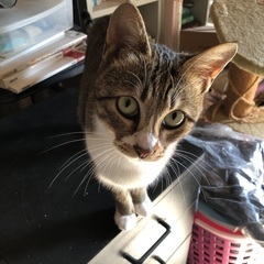 1歳桜ちゃん避妊済みです😊