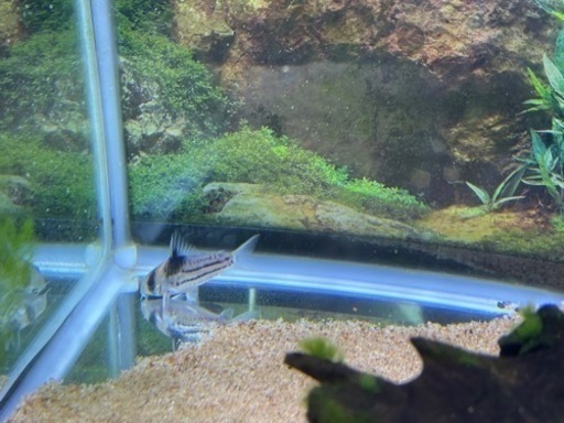 熱帯魚　コリドラス　コルレア