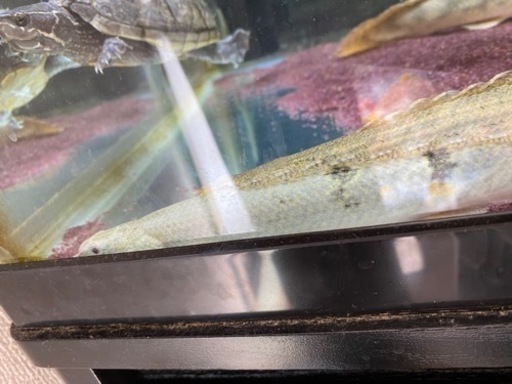 ビキールビキール　ビキールコリバ　デルヘッジ