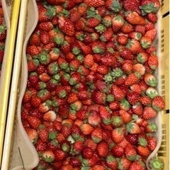 いちご🍓支援