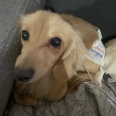 里親さん決まりました😊カニヘンダックス♡ひかりちゃん💓