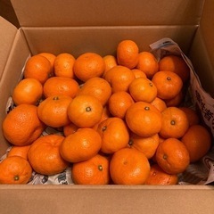愛媛　🍊温州みかん　3kg (お取引中)