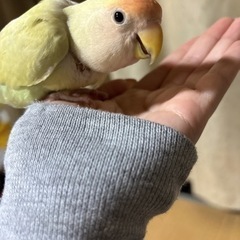 コザクラインコ　1歳　アメリカン・イエロー・ブルー