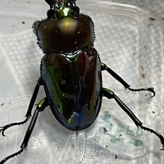 自家繁殖昆虫…ニジイロ羽化しました