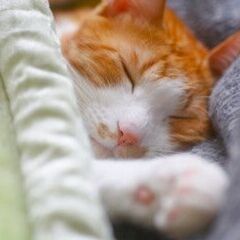 【1/28(日)20:00-21:00】寝る前に少しだけ仕事の愚...
