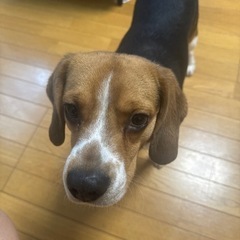ビーグル　1歳2ヶ月