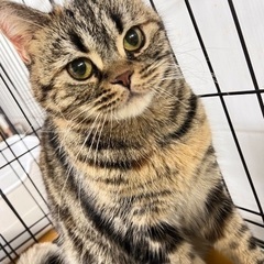 里親募集🐱アメショ女の子4歳