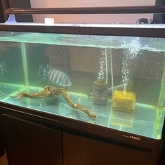ティラピア　熱帯魚　今日夕方迄引き渡しで無料の画像