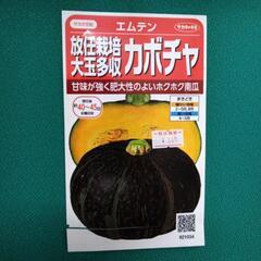 かぼちゃ 不揃い 追熟済 農家直販 南瓜 カボチャの画像