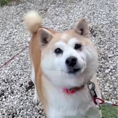 穏やかな柴犬　こまち
