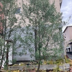 【お譲り先決まりました】オリーブの木　2本セットの画像