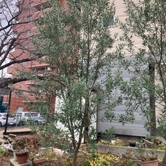 【お譲り先決まりました】オリーブの木　2本セットの画像