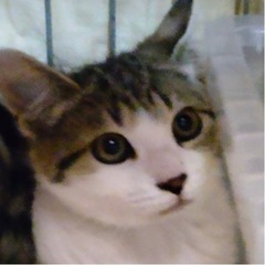 お家が決まりました！ありがとうございました【子猫】の里親さん募集...