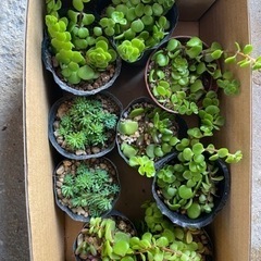 多肉植物⑤の画像