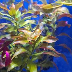 無料　水草　ルドウィジアレペンス