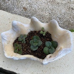 多肉植物⑥金のなる木の子株の画像