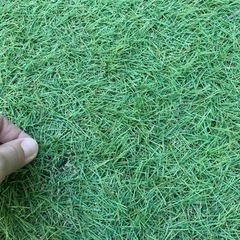 人工芝　1m✖️5m 2セットの画像