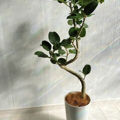 ヨガメンタルコーチによるパーソナルヨガセッションの画像