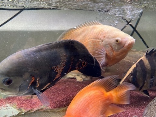 熱帯魚