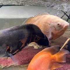 熱帯魚