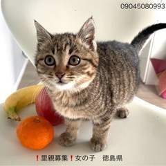 トライアル予定入りました！女の子！1/16保護しました。