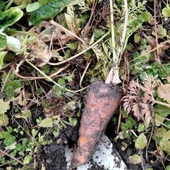 ペット用　野菜各種の画像
