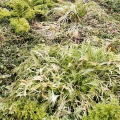 ペット用　野菜各種の画像