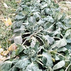 ペット用　野菜各種の画像