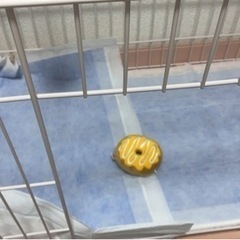 ウサギゲージ　の画像