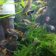熱帯魚 セットの画像