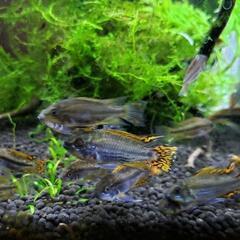 熱帯魚 セット