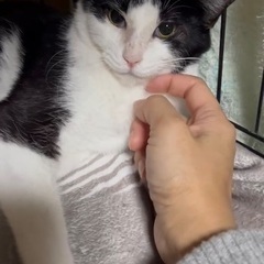 ハチワレちゃん