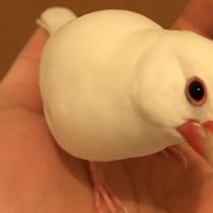 文鳥生後2ヶ月ほど 仕事忙しいため至急里親探してます