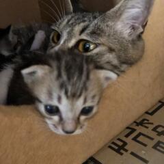 【急募】子猫3匹と親猫11匹の里親様を募集しております