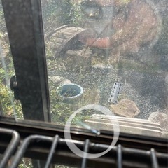 アルミガラス温室カトレアⅡ (mimi) 八千代のその他の中古あげます