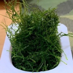 ⭐︎ ウィローモス 水草 ⭐︎の画像