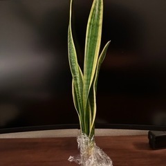 サンセベリア