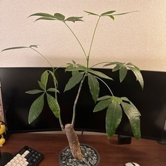 パキラ