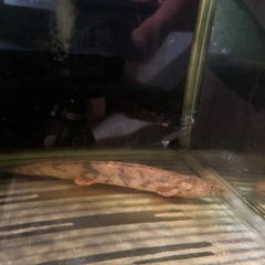 淡水魚