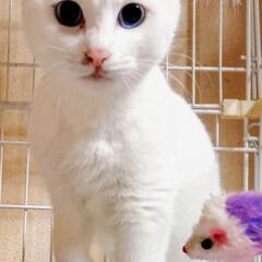 譲渡決定しました。ありがとうございます(*^-^)
