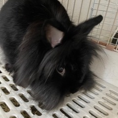 ライオンヘッド　クロうさぎちゃん