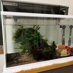 水槽セット 60cm 上部フィルター付き