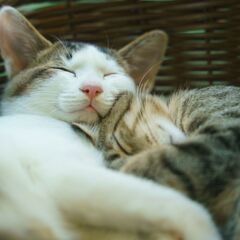 保護猫の為に、ご飯や猫砂のご協力お願いいたします！
