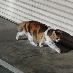 【埼玉・久喜】猫が好きな友達募集 − 埼玉県