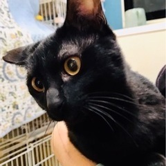 陽気で元気な黒猫テトくん里親様が決まりました！